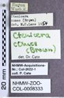 Etiketten zu Proludius comes (Brown, 1939) (NHMW-ZOO-COL-0008333)